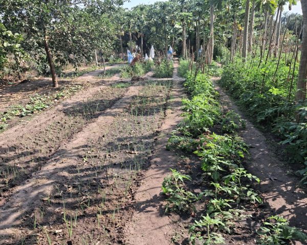 Kamanar : plantation d'oignons