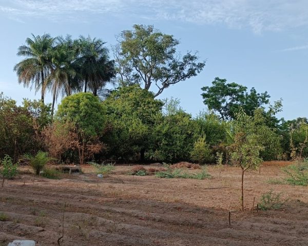 Afoulo