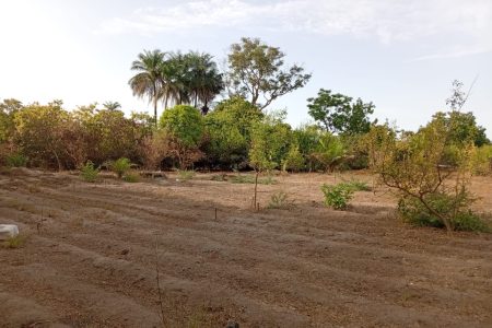 Afoulo : vue d'ensemble des jardins