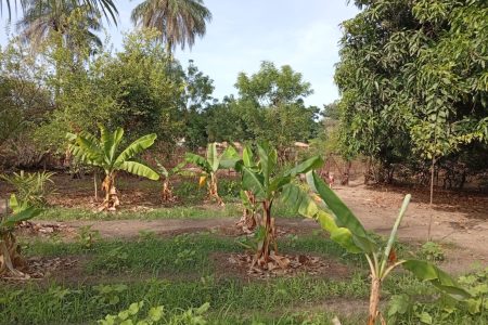 Afoulo : seuls des bananiers ont pu être plantés, à cause de l'absence de clôtures
