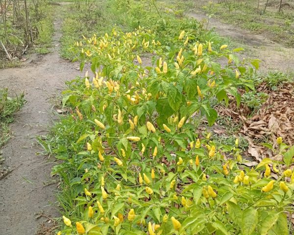 Kamanar : piments