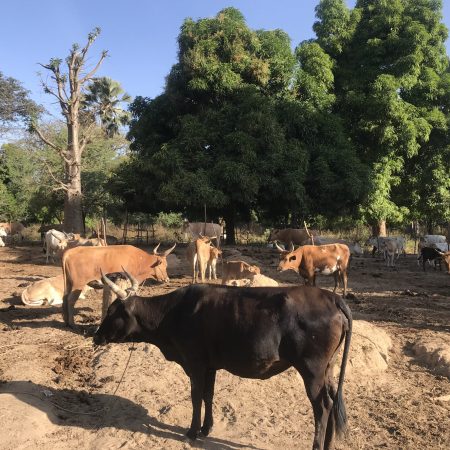 bétail près d'Abeukoum