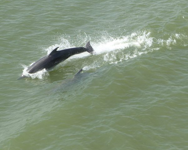 Peut-être aurez-vous la chance d'être accompagnés par des dauphins...