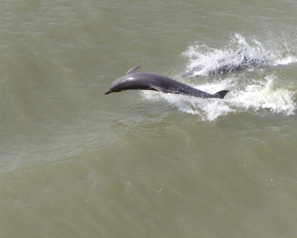 Vus du pont du bateau, ces dauphins ouvrent la voie.