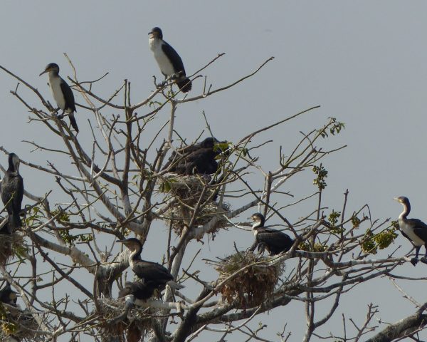 Les cormorans à l'arrivée au port de Ziguinchor.