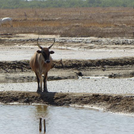 vache dans les bolongs