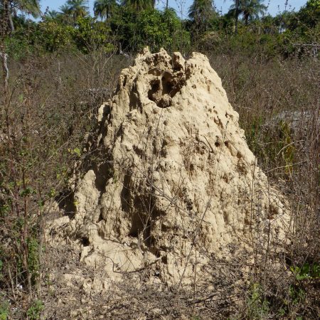 termites