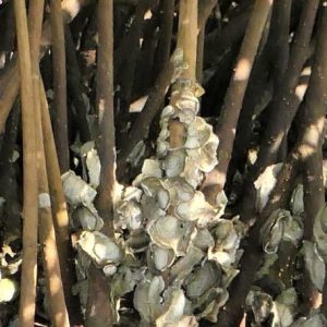 huitres_paletuviers_2