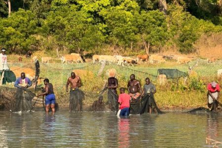 Balankine : les poissons sont piégés dans les filets